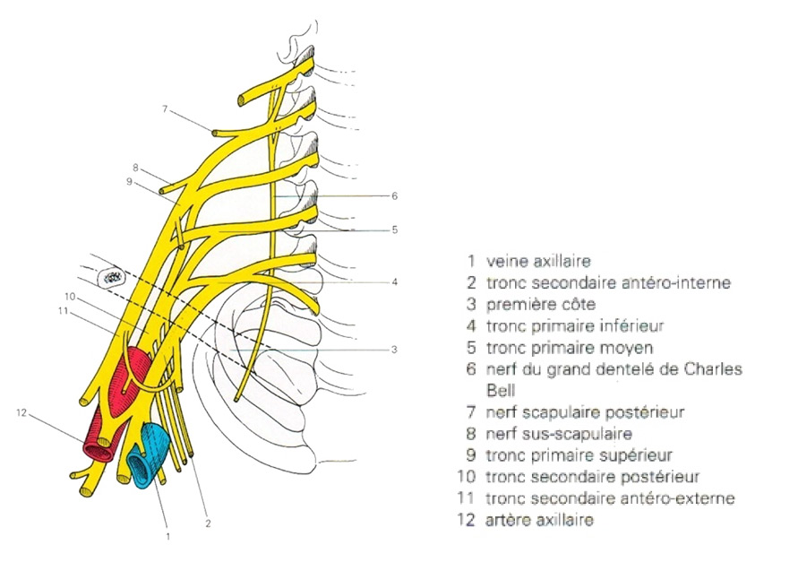 Représentation schématique du plexus brachial
