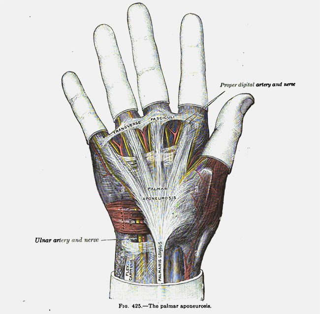 schéma de l'aponévrose palmaire moyenne